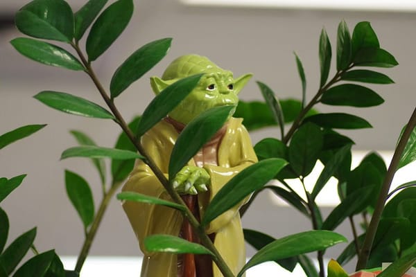 Yoda stands hidden in the branches of a fern